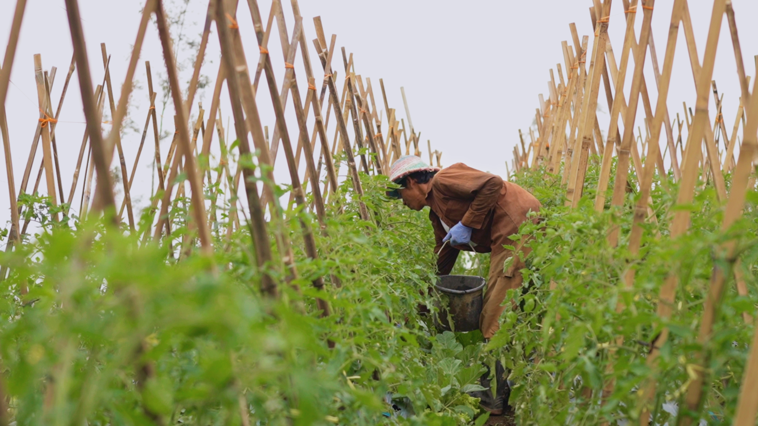 Harga Sayur Lebih Stabil Setelah Ada MBG, Petani Boyolali Harap Program Terus Berlanjut